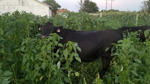 Grass fed cow grazing field and adding natural fertilizer to land