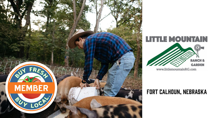 Feeding forest-raised hogs at Little Mountain Ranch & Garden