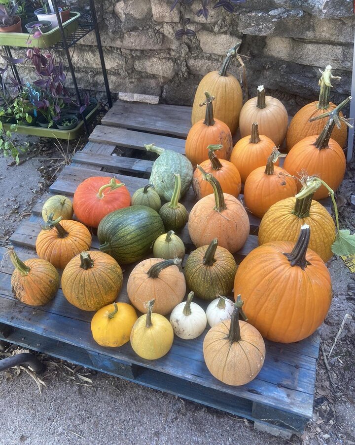 Freed Produce Farms pumpkins